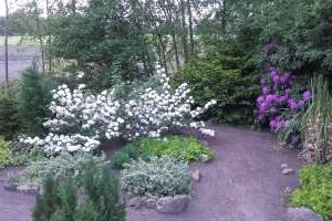Onderhoud aan planten